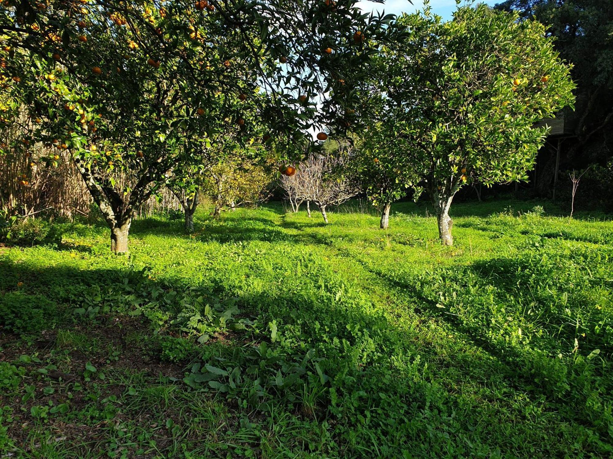 Quinta De Sao Pedro Villa Sobreda ภายนอก รูปภาพ